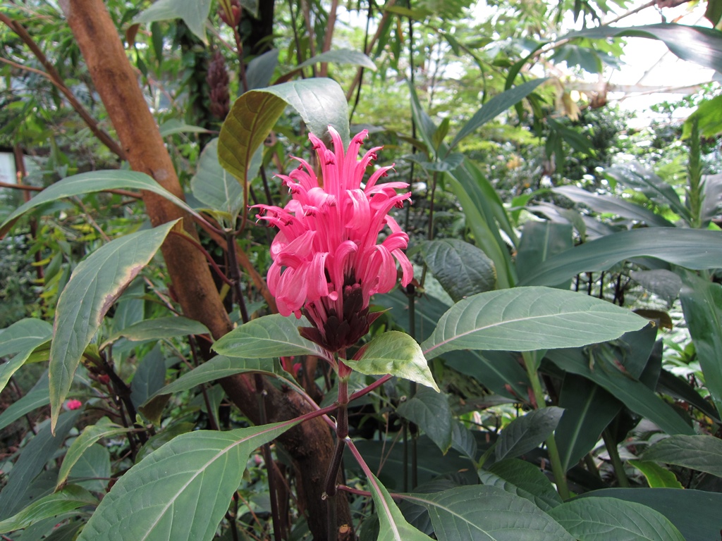 Flower in Tropical Ravine